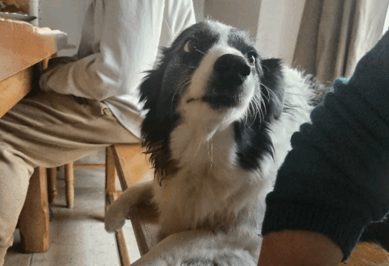 improcamp-chien