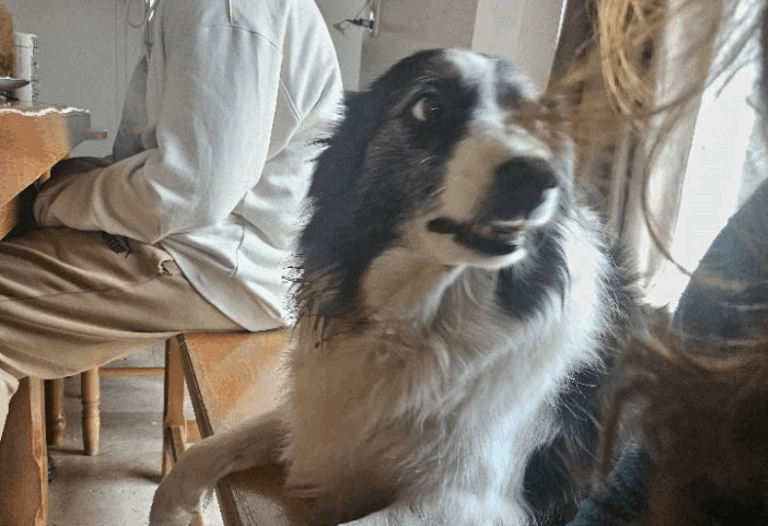 improcamp-compagnon-chien